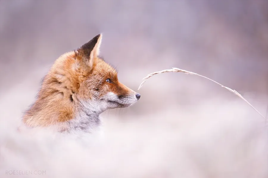 Red Fox rescued from roadside